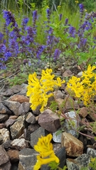 Corydalis sibirica
