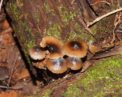 Mycena mulawaestris