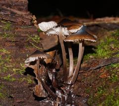 Mycena mulawaestris