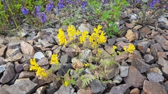 Corydalis sibirica