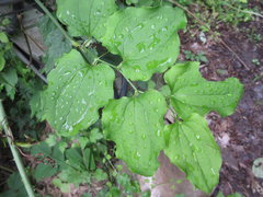 Smilax sieboldii