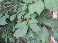 Weigela subsessilis