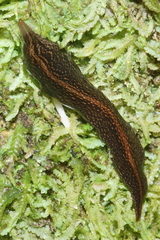Australopacifica mariae