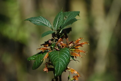 Phlogacanthus pubinervius