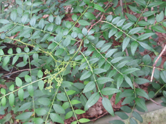 Zanthoxylum schinifolium