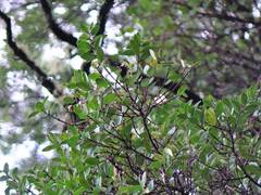 Metrosideros carminea