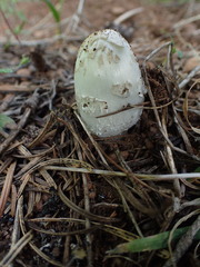 Coprinus colosseus