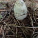 Coprinus colosseus - Photo (c) Jonathan Frank, some rights reserved (CC BY-NC-ND), uploaded by Jonathan Frank