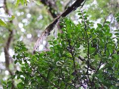 Metrosideros carminea