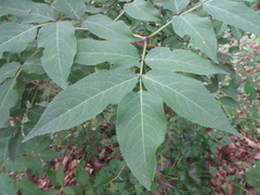 Sambucus williamsii