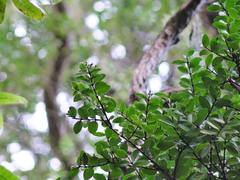 Metrosideros carminea