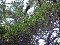 Metrosideros carminea