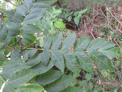 Picrasma quassioides