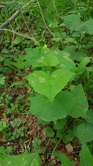 Parasenecio auriculatus