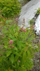 Spiraea salicifolia
