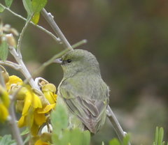 Chlorodrepanis virens wilsoni