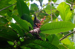 Condamineeae