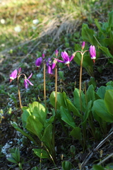 Primula frigida