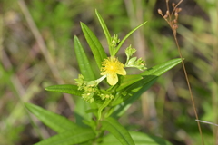 Hypericum adpressum