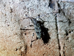 Graphisurus fasciatus