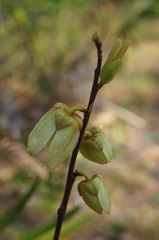 Asimina reticulata