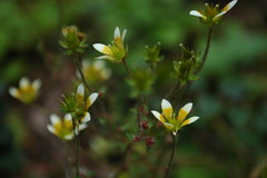 Saxifraga strigosa