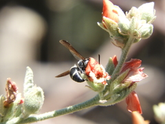 Pachodynerus californicus