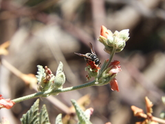 Pachodynerus californicus