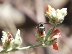 Pachodynerus californicus