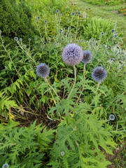 Echinops ritro
