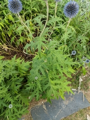 Echinops ritro