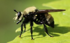 Laphria posticata
