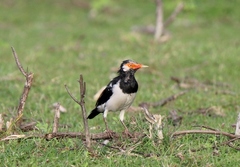 Gracupica floweri
