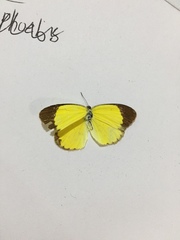 Pyrisitia dina