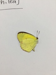 Pyrisitia dina