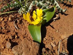 Daubenya aurea