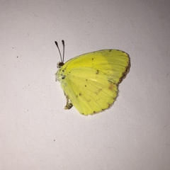 Pyrisitia dina