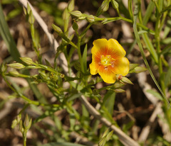 Linum rigidum
