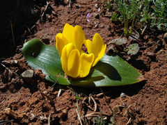 Daubenya aurea