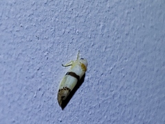 Empoa