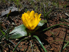 Daubenya aurea