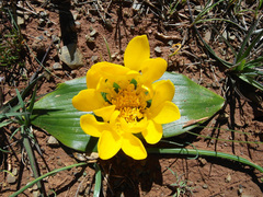 Daubenya aurea