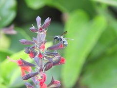 Pachodynerus californicus