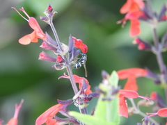 Pachodynerus californicus
