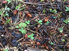 Trifolium suffocatum