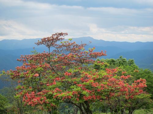 Rhododendron kaempferi iNat (1)