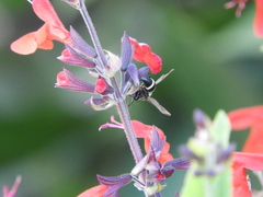 Pachodynerus californicus
