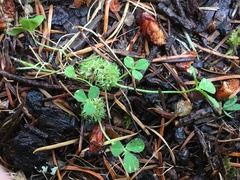 Trifolium suffocatum