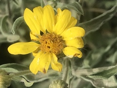 Heterotheca hartmanii