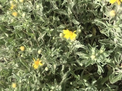 Heterotheca hartmanii